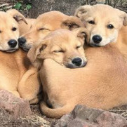 Puppies Burnt Alive - Need Justice