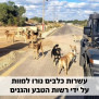 #dog_killing_israel